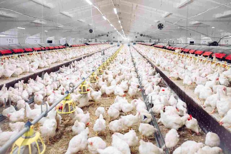 SOP Usaha Peternakan Ayam Broiler