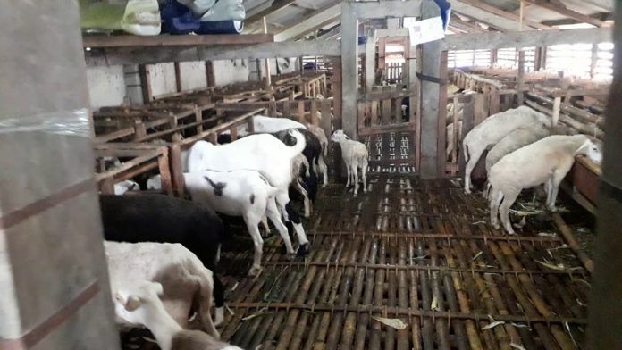 SOP Usaha Peternakan Kambing