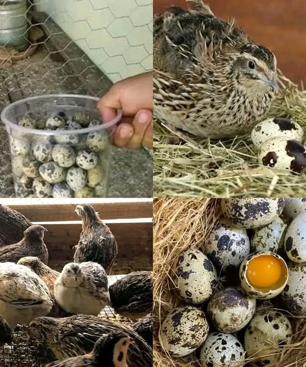 SOP Usaha Peternakan Burung Puyuh
