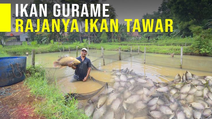 SOP Usaha Budidaya Ikan Gurame