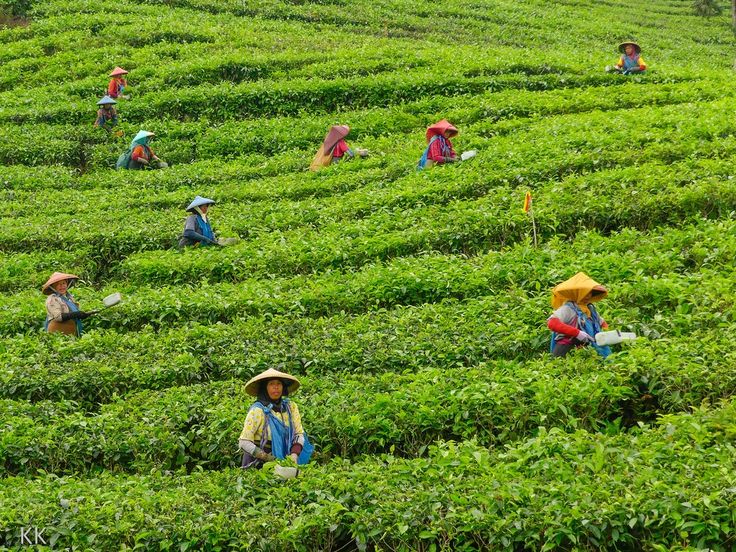 SOP Usaha Perkebunan Teh
