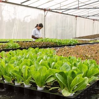 SOP Usaha Pertanian Sayur Organik