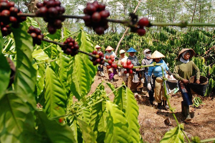 SOP Usaha Perkebunan Kopi