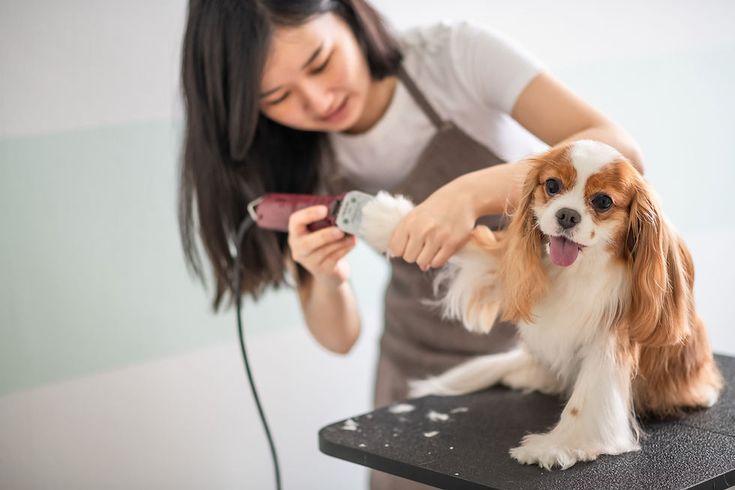 SOP Salon Hewan (Pet Grooming)