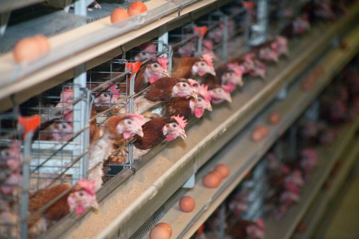 SOP Usaha Peternakan Ayam Petelur