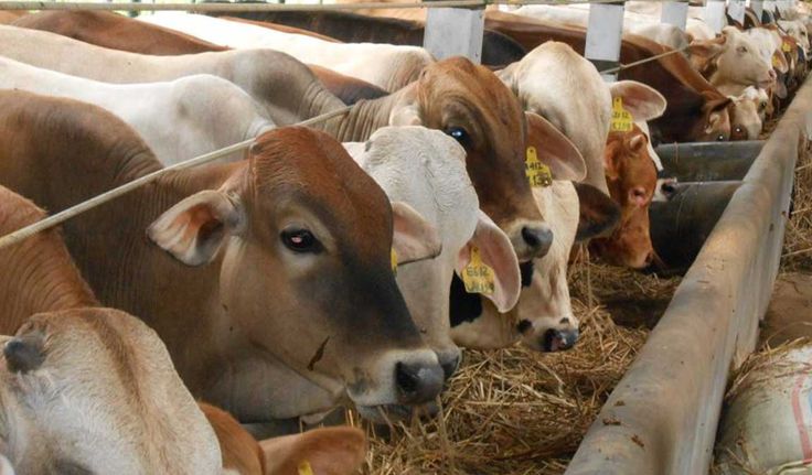 SOP Usaha Peternakan Sapi Potong