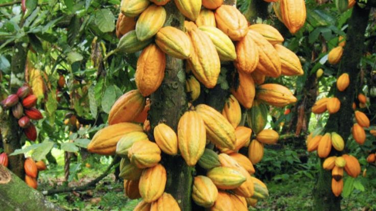 SOP Usaha Perkebunan Kakao