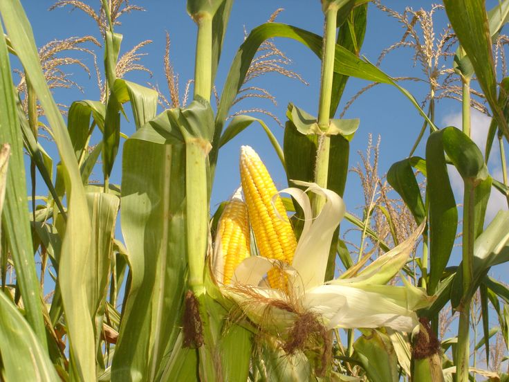 SOP Usaha Pertanian Jagung