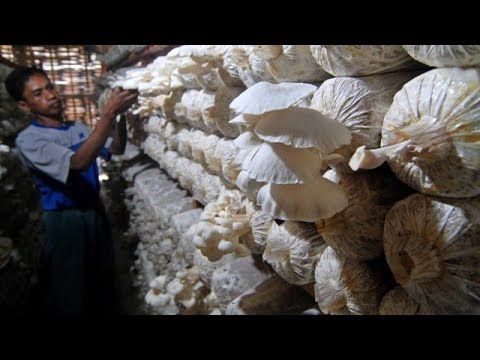 SOP Usaha Budidaya Jamur Tiram