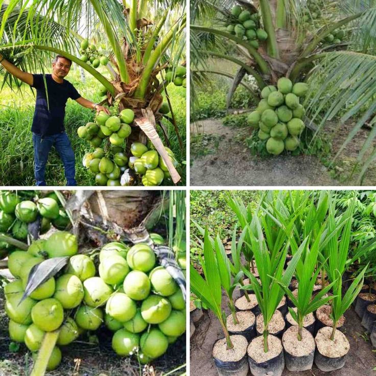SOP Usaha Perkebunan Kelapa