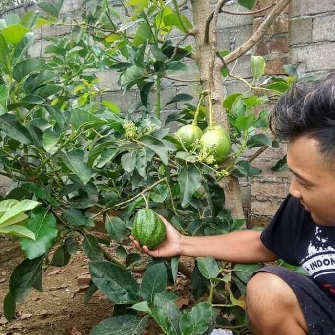 SOP Usaha Perkebunan Alpukat