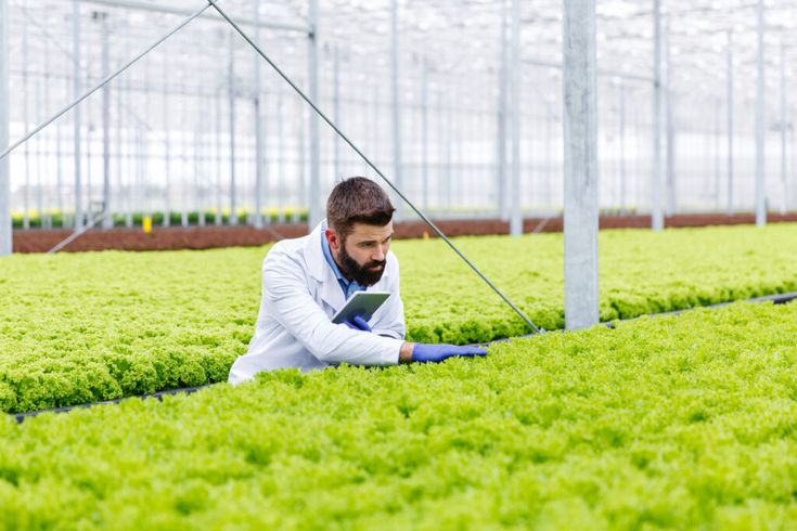 SOP Usaha Startup Agritech