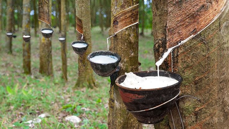 SOP Usaha Perkebunan Karet