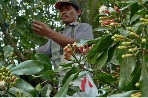 SOP Usaha Perkebunan Cengkeh