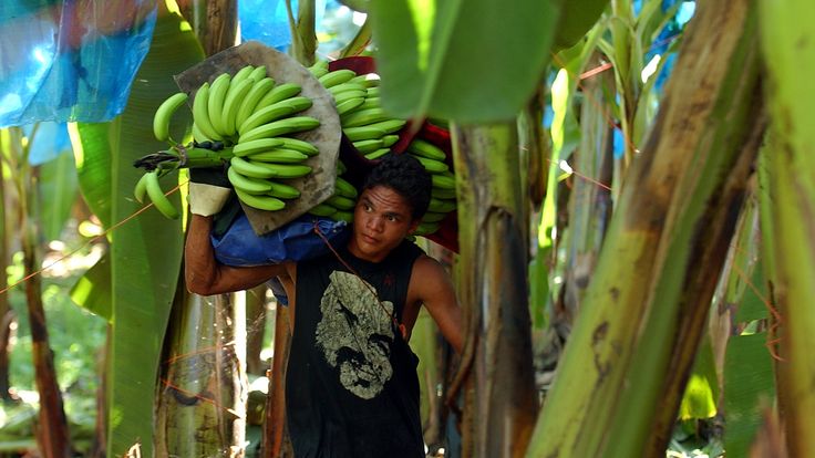 SOP Usaha Perkebunan Pisang
