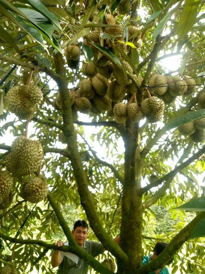 SOP Usaha Perkebunan Durian