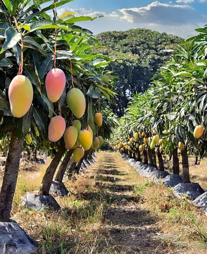 SOP Usaha Perkebunan Mangga