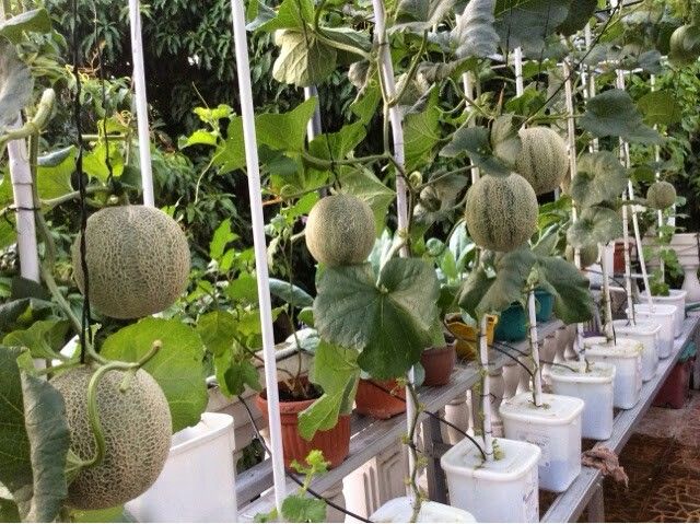 SOP Usaha Perkebunan Melon & Semangka